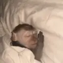 ملصق