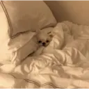 ملصق