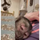 ملصق