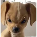 స్టికర్