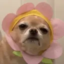 Figurinha