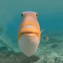 Nhãn dán