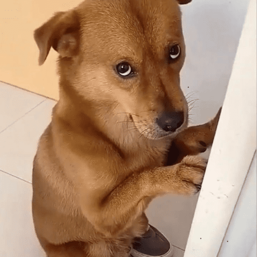 Figurinha