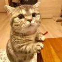 ملصق