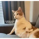 ملصق