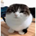 ملصق