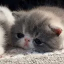 ملصق