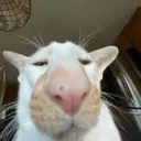 ملصق