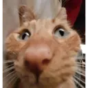 ملصق