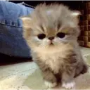 ملصق